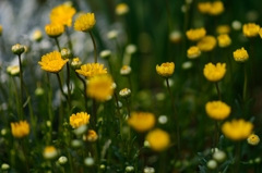 Yellow Flower