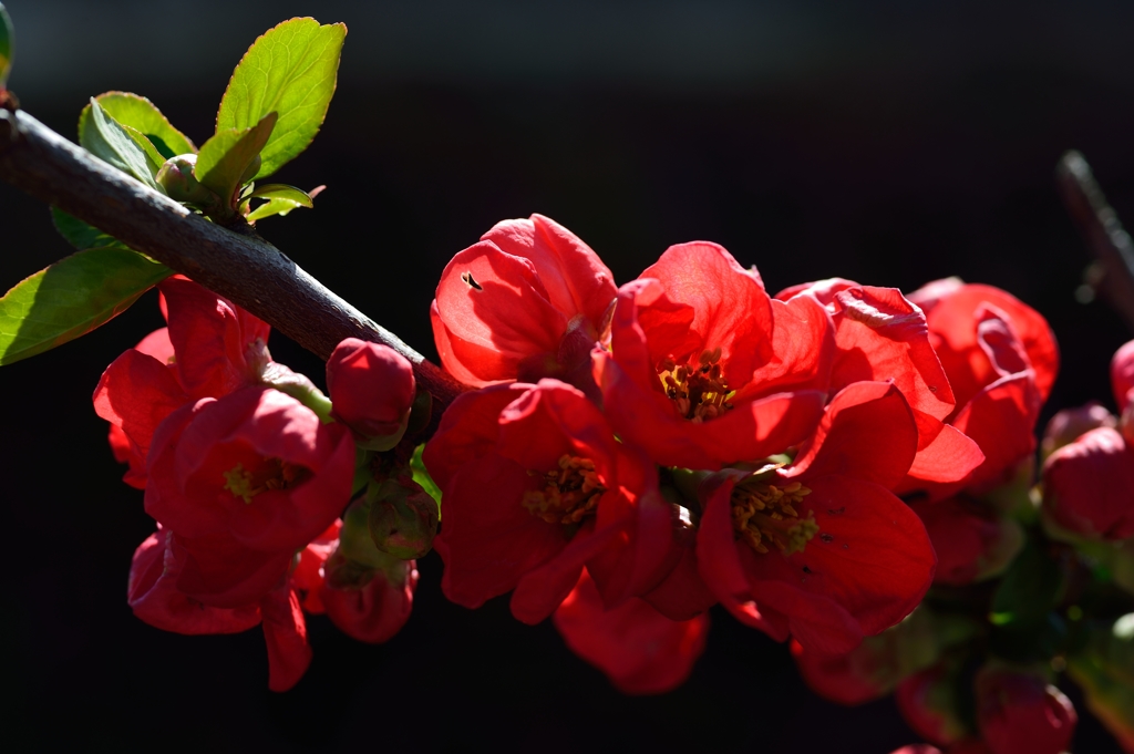 ボケの花