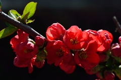 ボケの花
