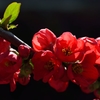 ボケの花