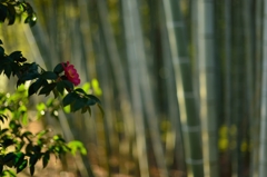 有楽苑に咲く山茶花