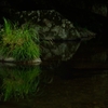 水庭#1