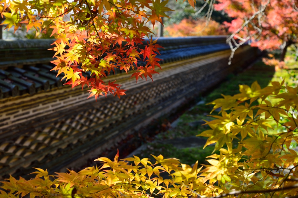 紅葉と瓦塀