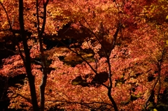 紅葉Ver.2
