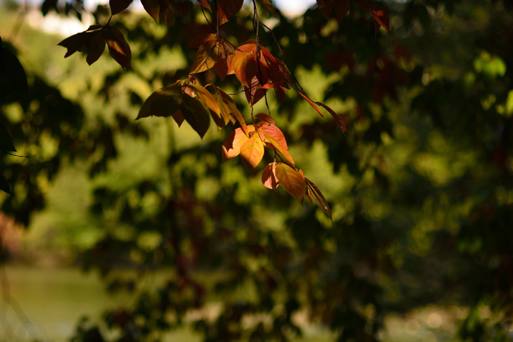 紅葉灯