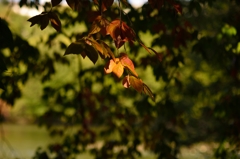 紅葉灯