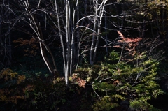 光と影の情景 光と影の情景