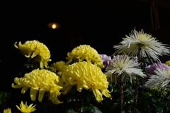 菊満開