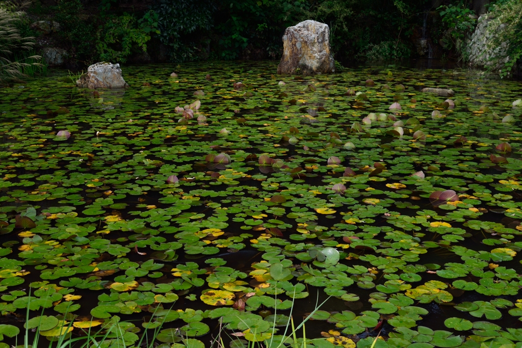 蓮の池