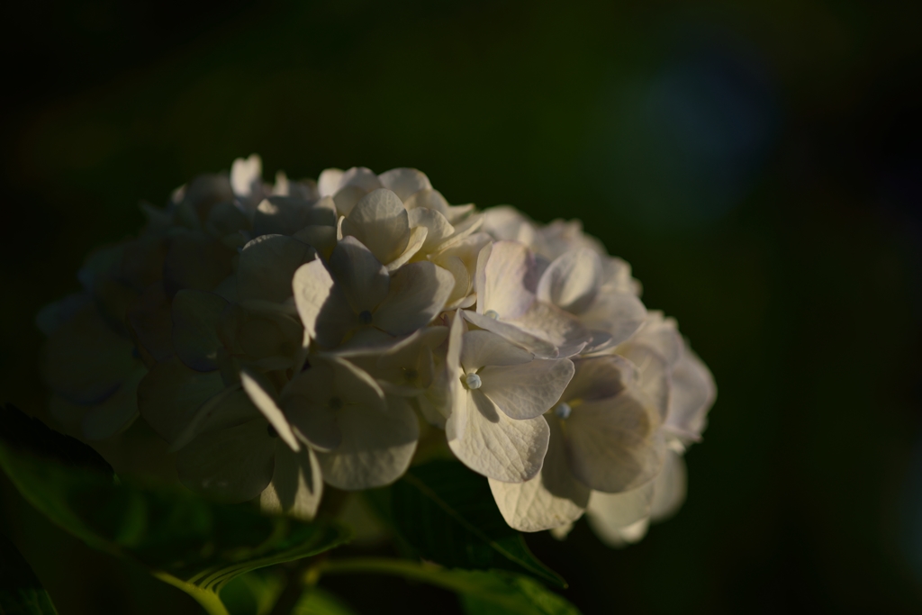 黄昏の紫陽花