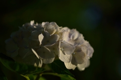 黄昏の紫陽花