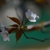 山桜
