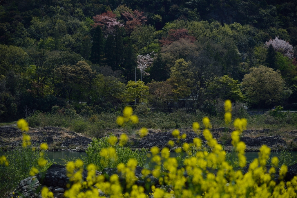 春色一景#1