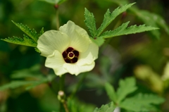 オクラの花 オクラの花