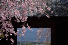 山門の枝垂桜