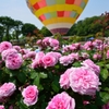 薔薇と気球