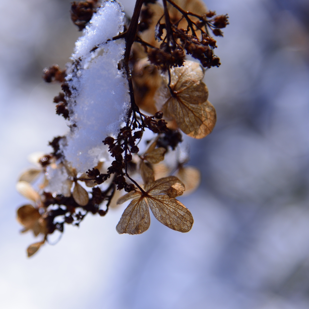 Winter Flower