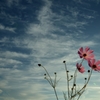 秋空にコスモス