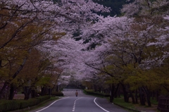 桜並木にて