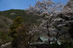 成田山貞照寺の桜#2