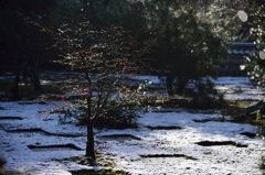 初雪の禅庭