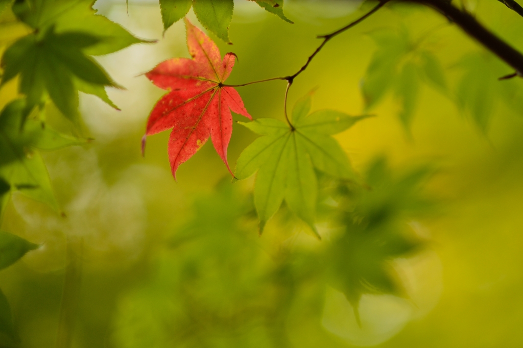 紅一点