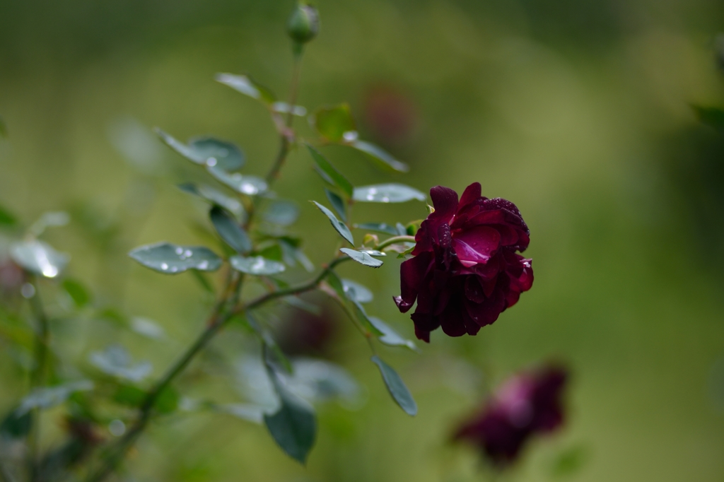 薔薇の情景