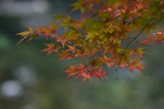 見頃間近