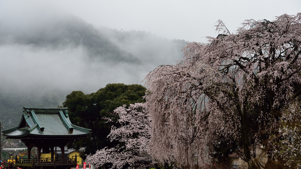 貞照寺枝垂桜