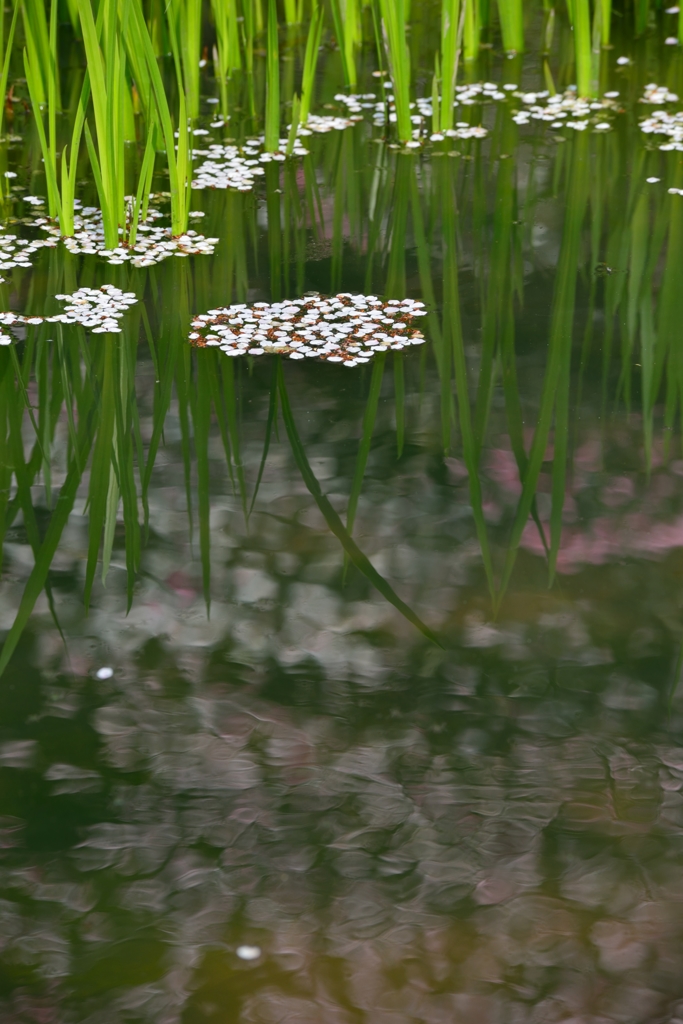 春の水辺にて