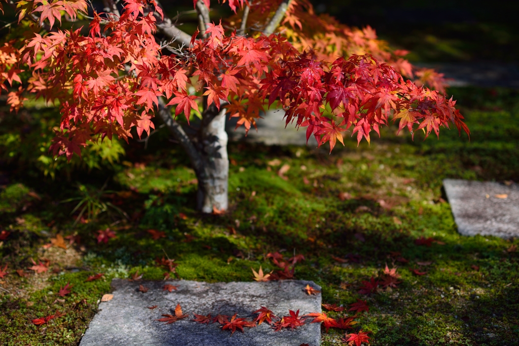紅の頃