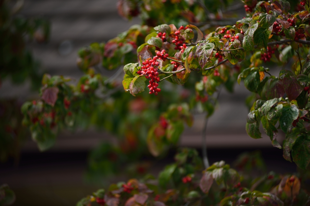 Red in Autumn