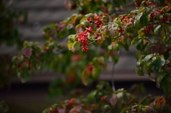 Red in Autumn