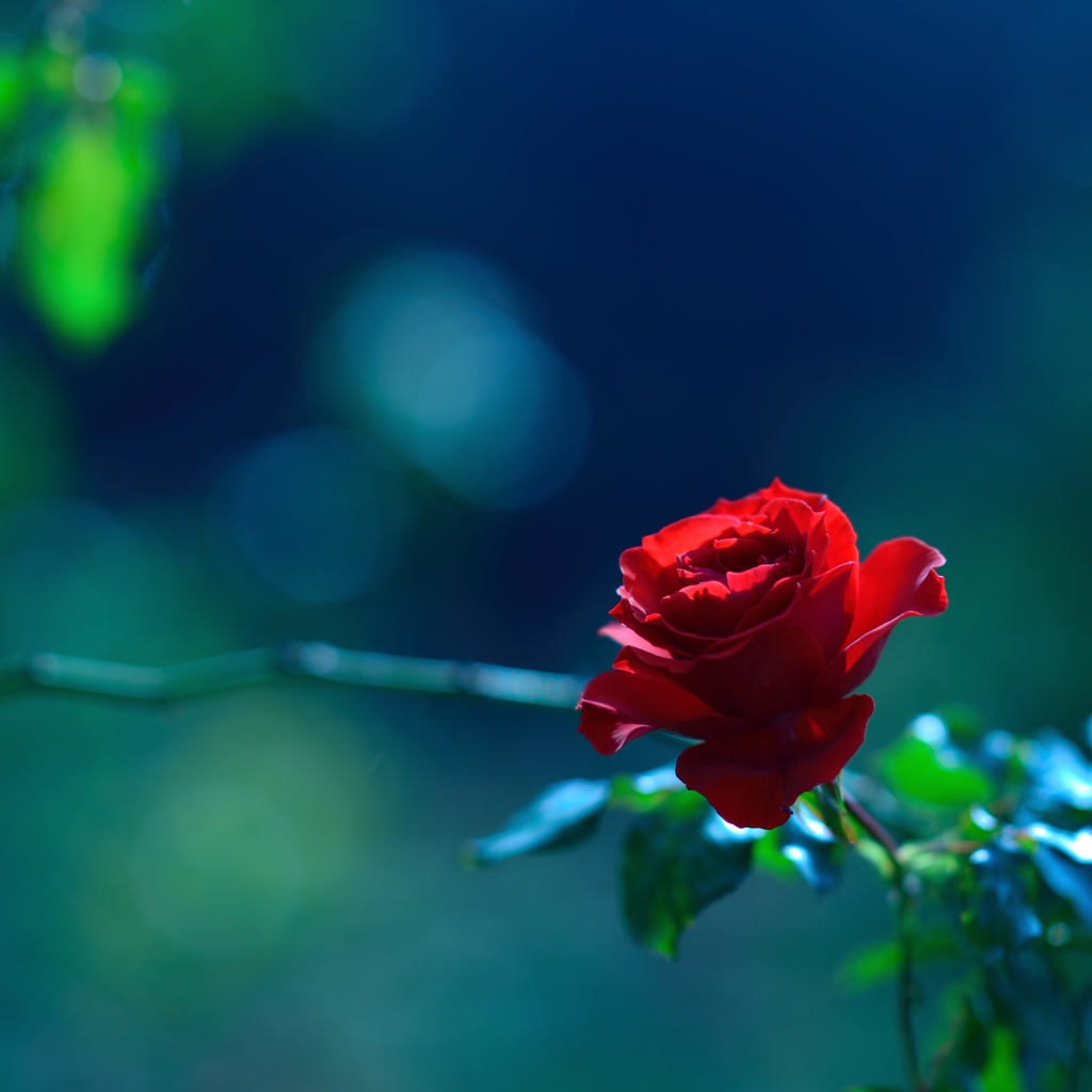 口紅色のバラ