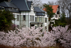 桜と洋館