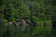 春の根の上高原