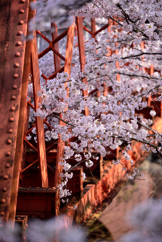 桜の風景