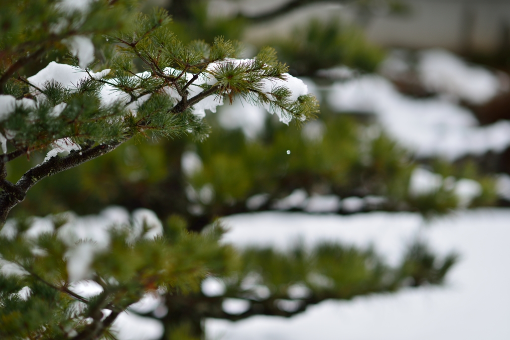 庭園雪景色