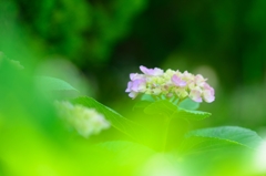 梅雨の彩り