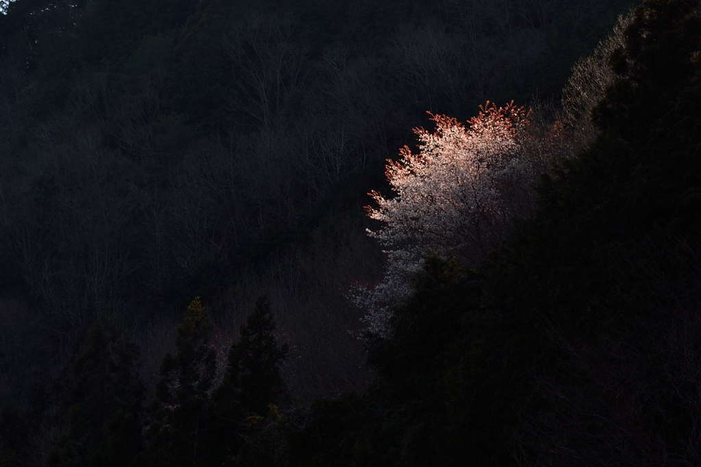 輝き桜