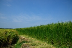 稲穂と青空