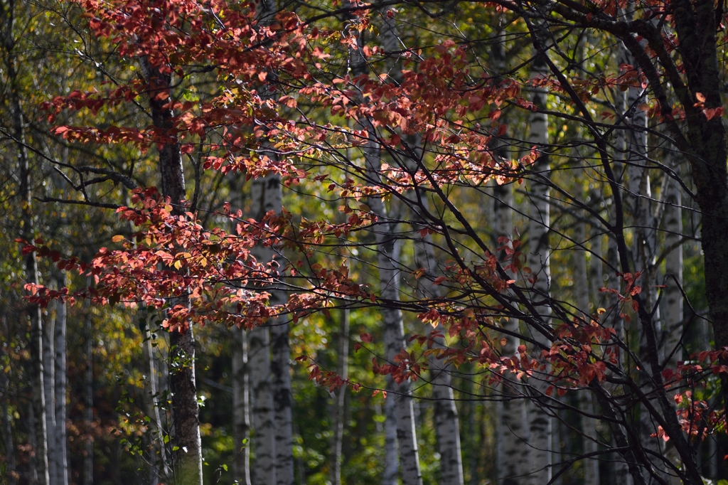 紅葉模様