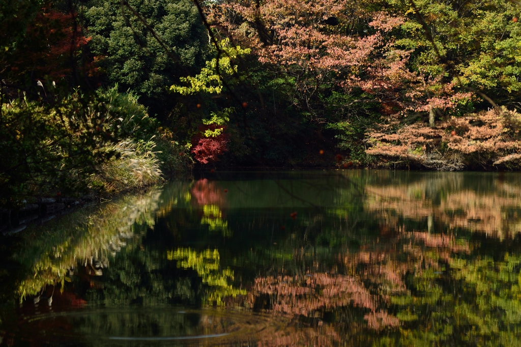 水辺多彩