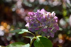 晩秋の紫陽花