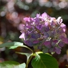 晩秋の紫陽花