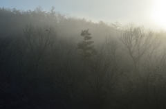朝霧
