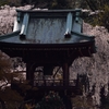 春の鐘撞堂