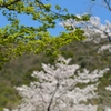 新緑の季節