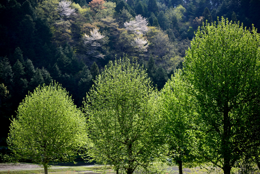 新緑の風景1