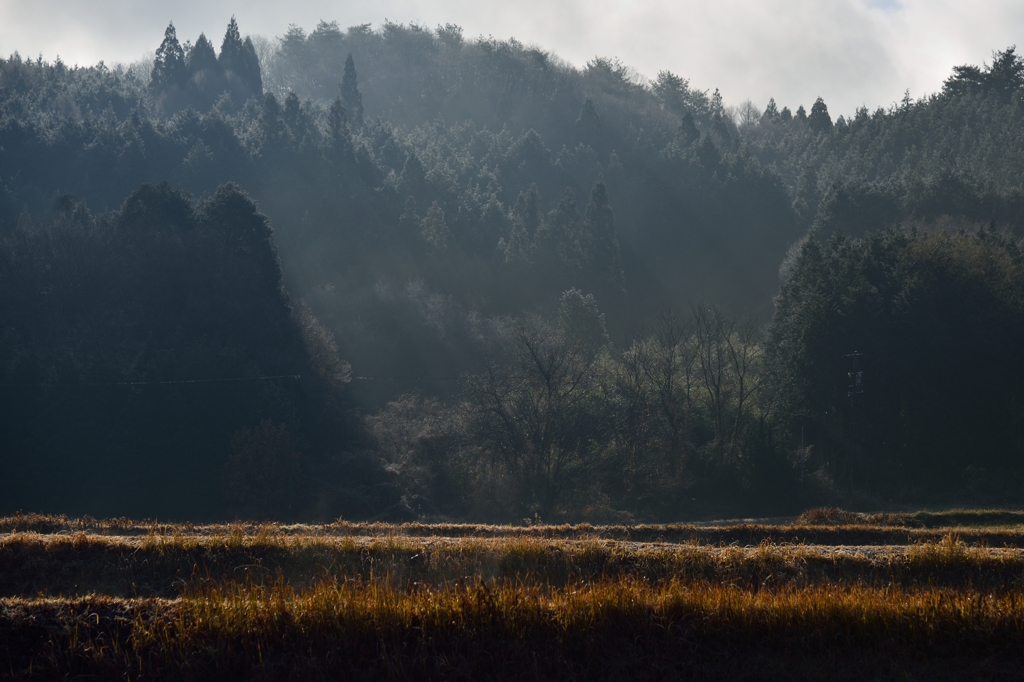 山里の朝